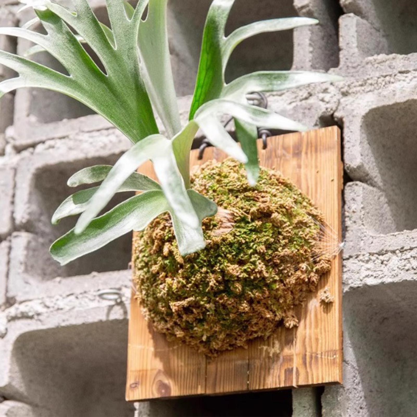 Vertical Wall Planter - Tablero colgante de helecho Staghorn de