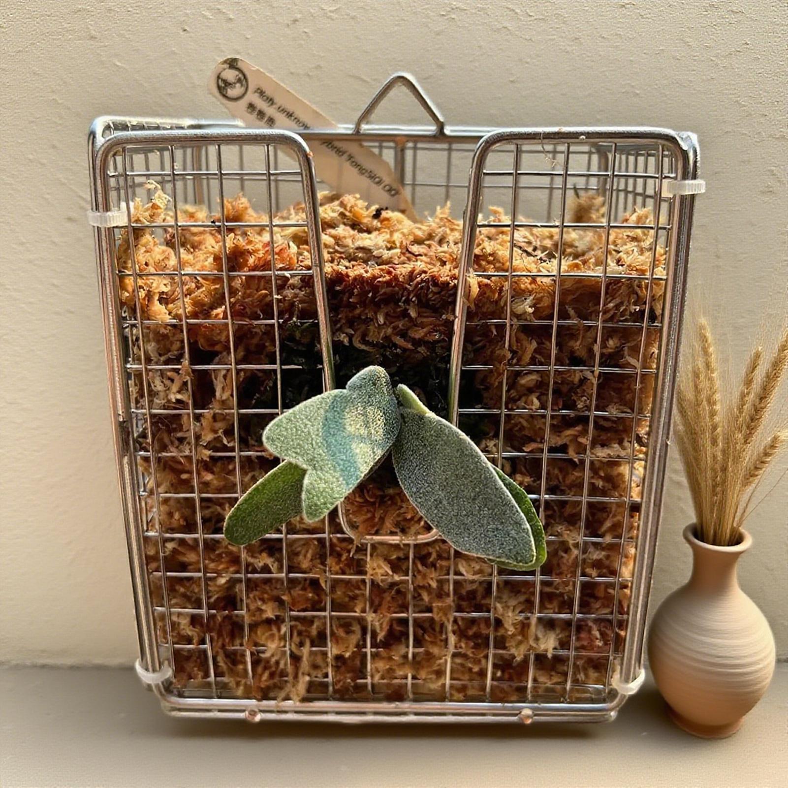 Kit de montaje de helecho Stag - Vertical Wall Planter reseña y precio