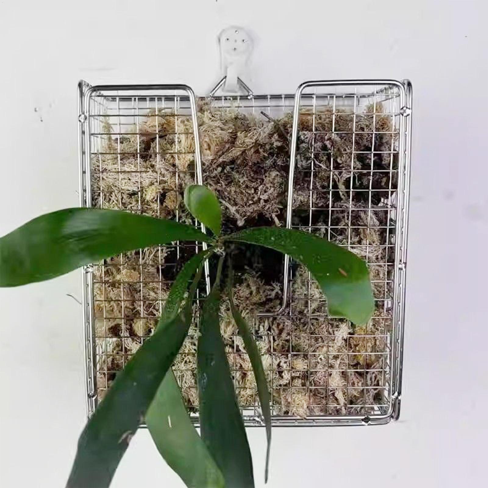 Kit de montaje de helecho Stag - Vertical Wall Planter reseña y precio