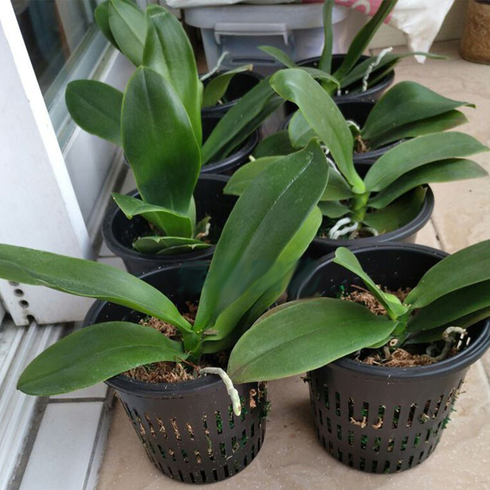 10 Cestas de Malla de PP para  - Gardening Tools For Home reseña y precio
