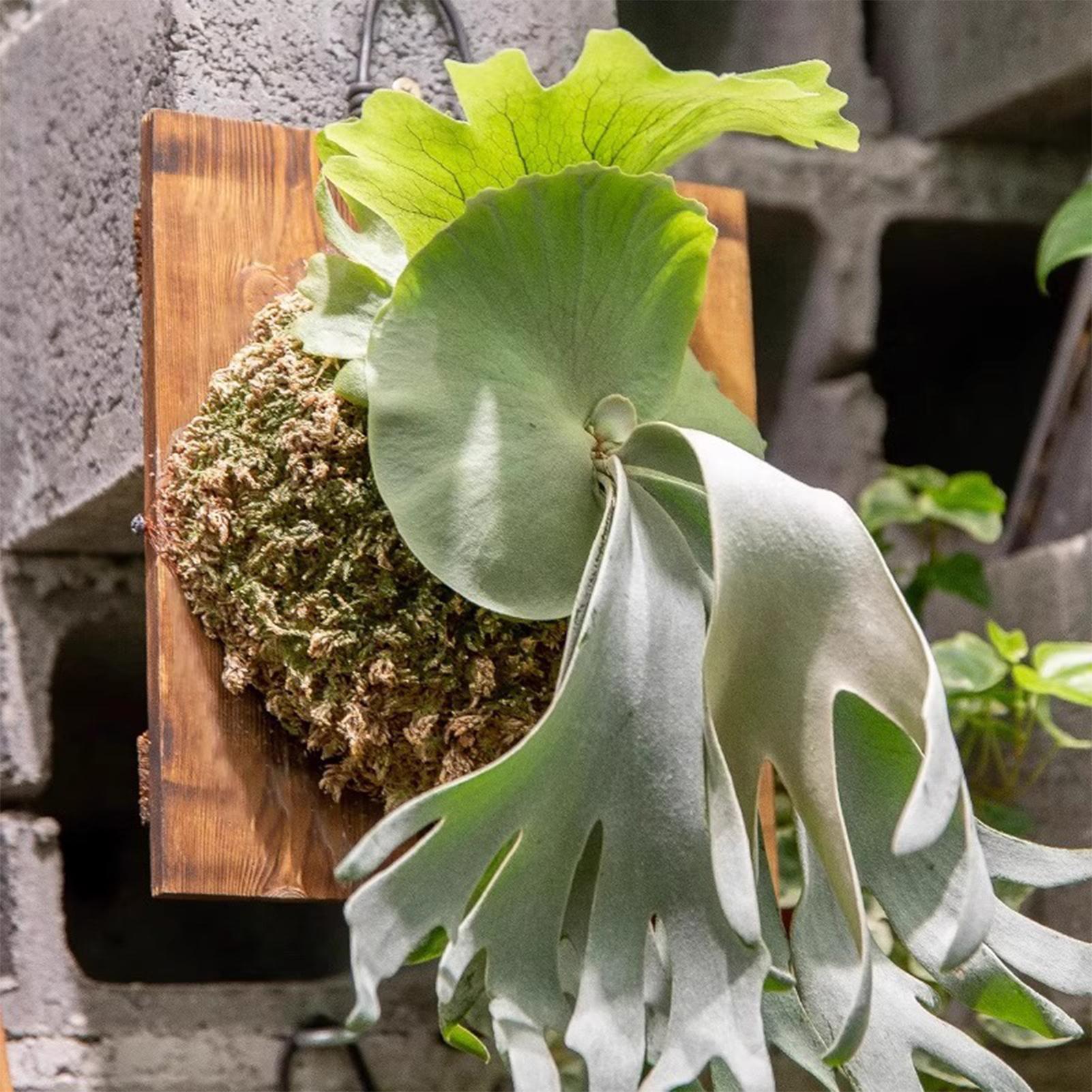 Tablero colgante de helecho St - Vertical Wall Planter reseña y precio